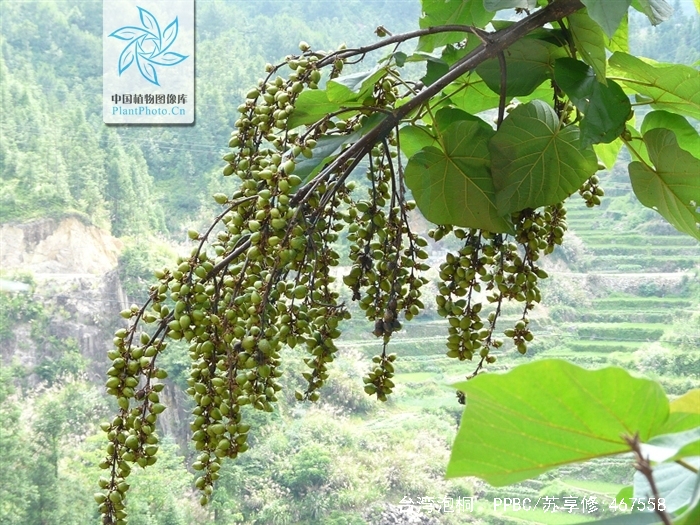 paulowniakawakamii leo.