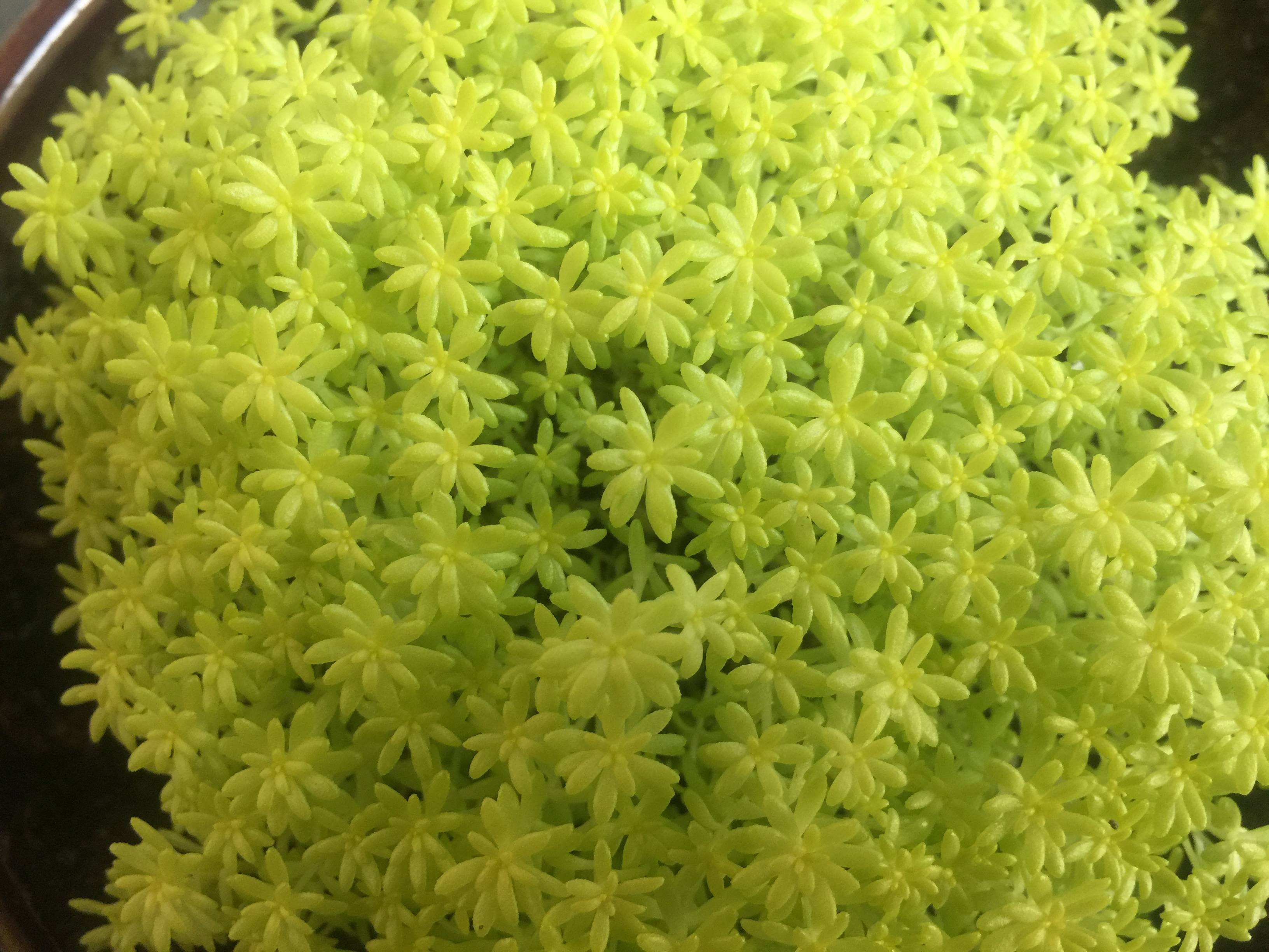 佛甲草图片(佛甲草图片图库) - 123植物网