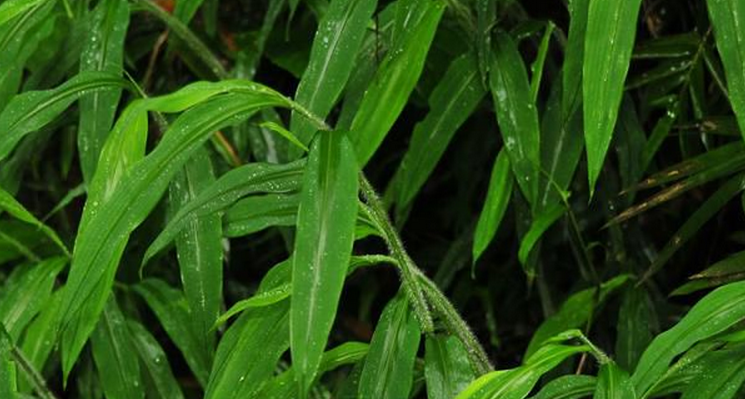  p>田间鸭嘴草( a target="_blank" href="/item/学名/8074290" data