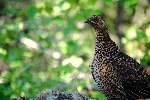  p>枞树鸡(学名: i>dendragapus canadensis /i>)共有6个亚种,又名