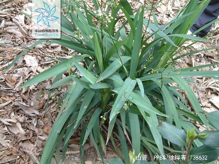  /i>,别称 a href="#" data-lemmaid="4955973">山菅兰 /a>, a href="