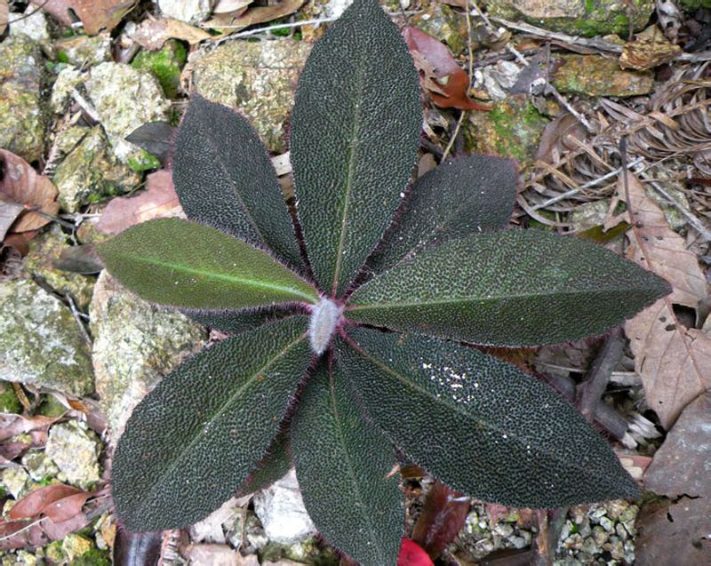  p>走马胎(学名: i>ardisia gigantifolia /i> stapf)是紫金牛科