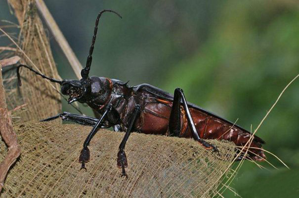 泰坦大天牛