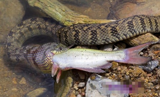  p>中国水蛇(学名: i>enhydris chinensis /i>)是 a href="#" data