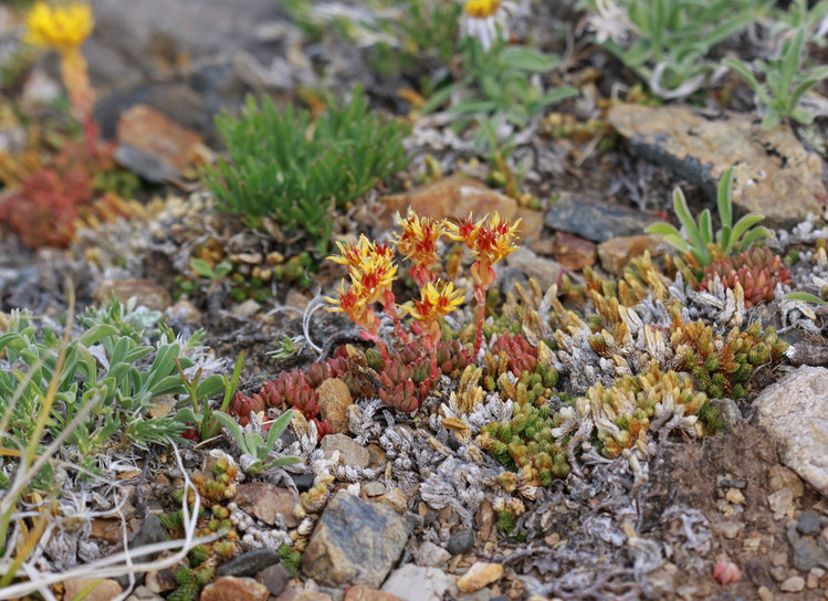  p>垫状卷柏(学名: i>selaginella pulvinata /i>  (hook.