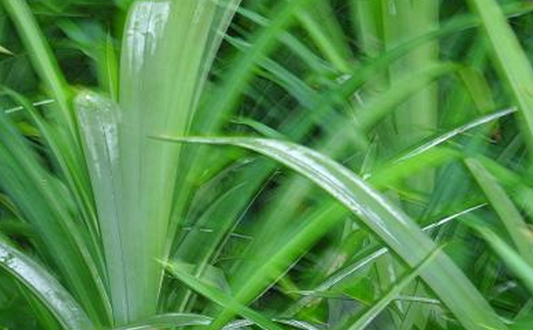  p>香露兜(学名: i>pandanus amaryllifolius /i> roxb.