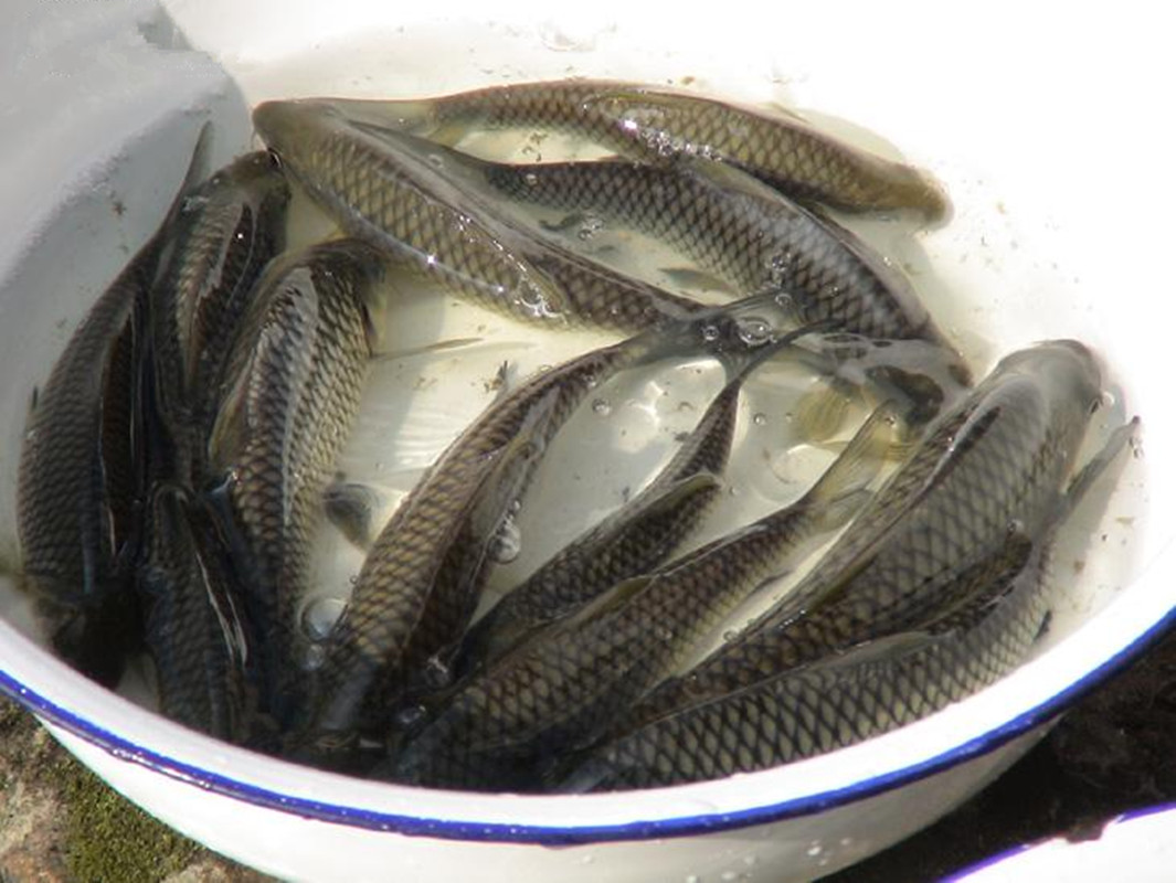 分布于长江以南各水系.中下层鱼类.