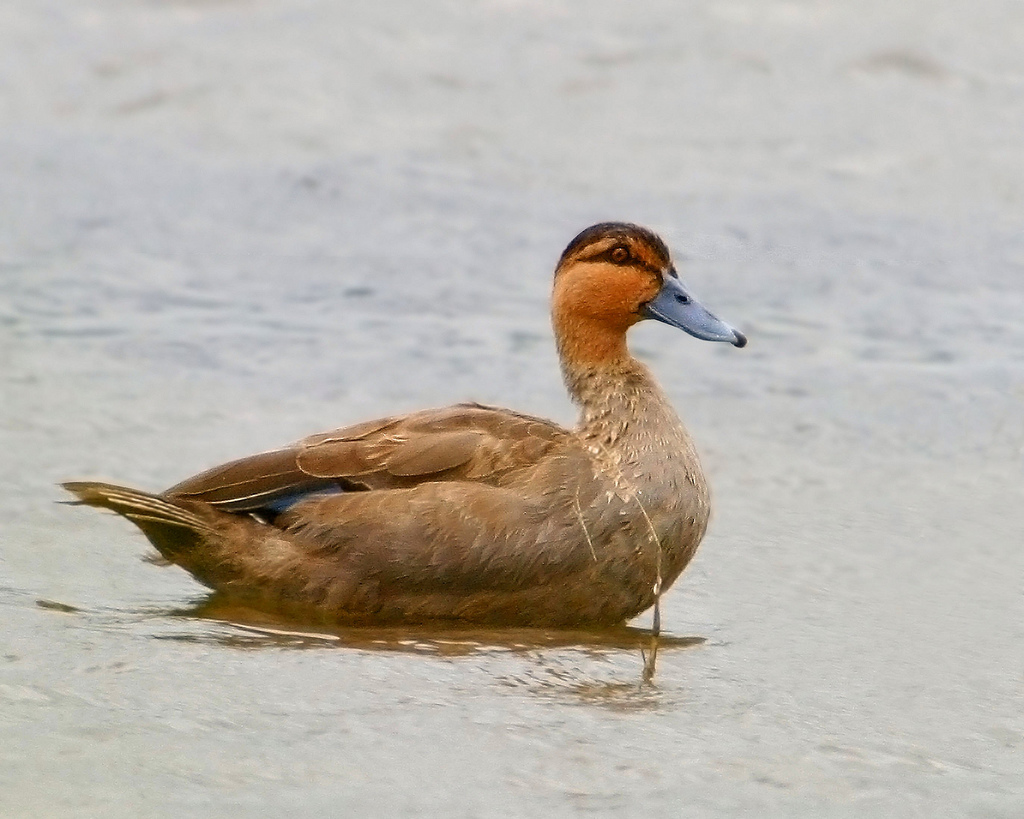  p>棕颈鸭(学名: i>anas luzonica /i>)属鸭科 a target="_blank"