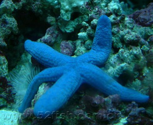  p> a href="#" data-lemmaid="33491">海星 /a>的一种,体表为深蓝色