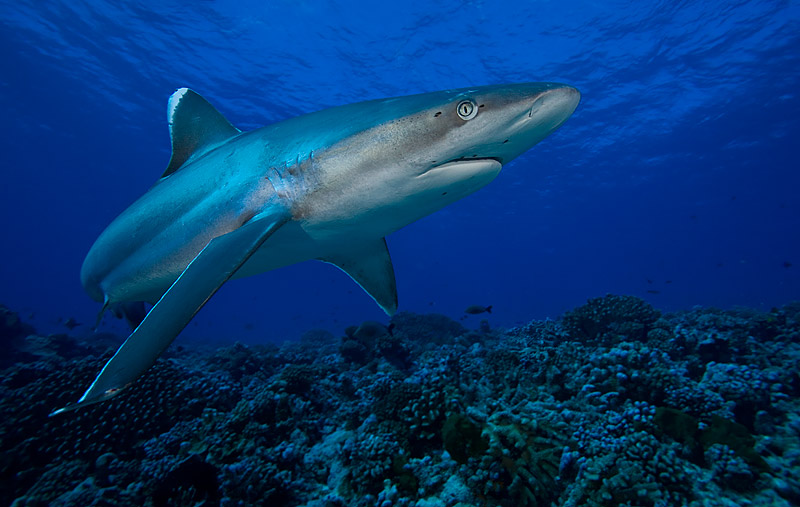  p>白边真鲨(学名: i>carcharhinus albimarginatus /i>)是真鲨科,真