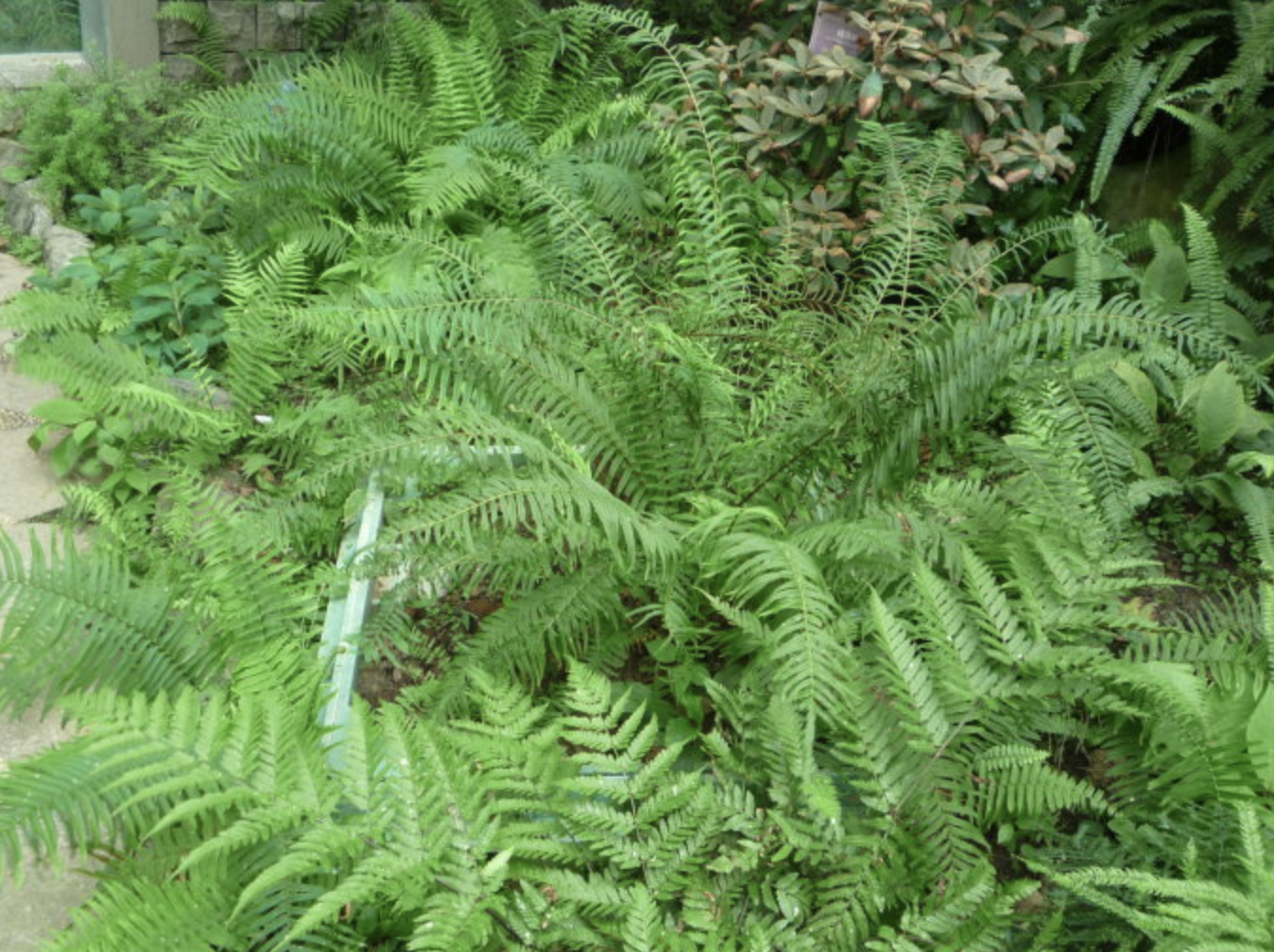  p>短梗天门冬(学名: i>asparagus lycopodineus /i> wall.