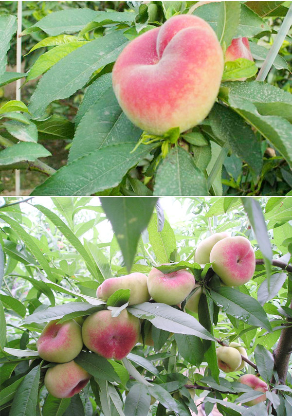  p>蟠桃(学名: i>prunus persica compressa /i>)是 a target="