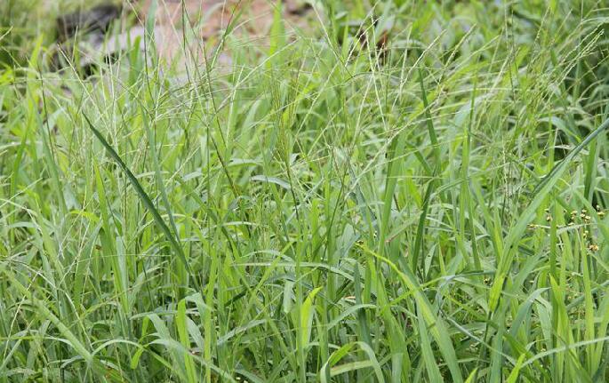 camus)是禾本科,马唐属植物,一年生草本.