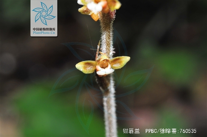  p>钳唇兰(学名: i>erythrodes blumei /i>  (lindl.) schltr.