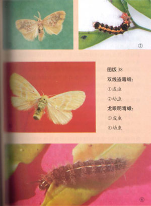  p>昆虫名,为鳞翅目, a target="_blank" href="/item/毒蛾科/6243720