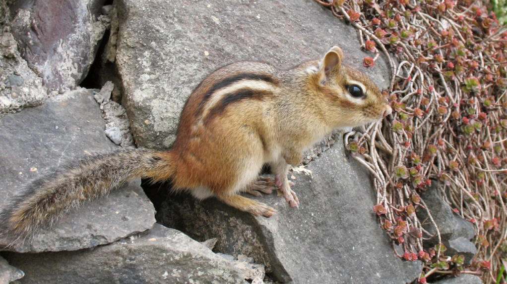  p>花鼠(学名: i>tamias sibiricus /i>)别名桦鼠子,五道眉,花狸棒, a