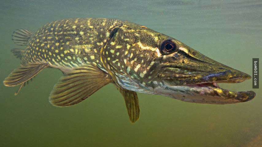  p>藏龙鱼即 a target="_blank" href="/item/花斑裸鲤/1917995" data