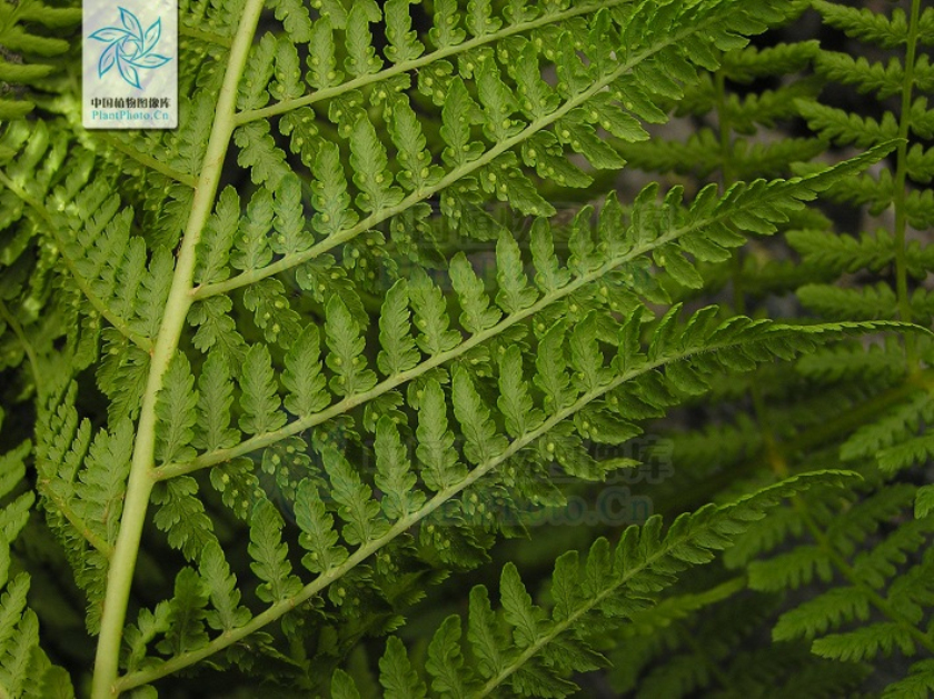  p>欧洲鳞毛蕨( a target="_blank" href="/item/学名">学名 /a>