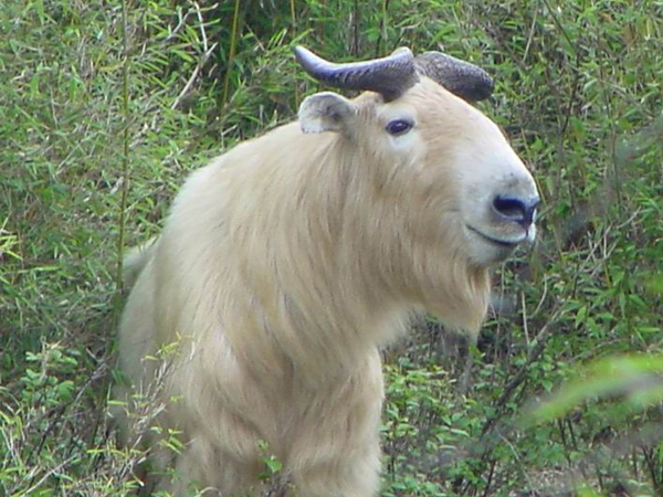  p>国兽( b>national animals /b>):与 a href