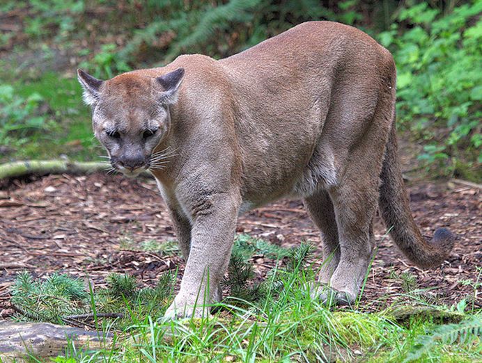  p>美洲狮(学名: i>puma concolor /i>):是哺乳纲,猫科,美洲金猫属的