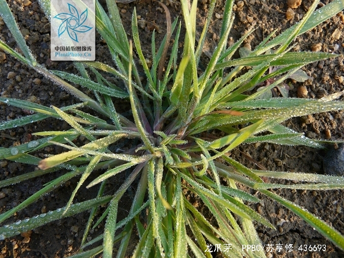 龙爪茅(学名:dactyloctenium)是禾本科下的一个属,为一年生或多年生