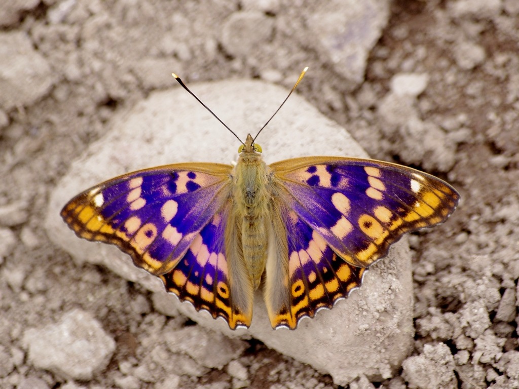 apatura ilia (denis et schiffermüller)