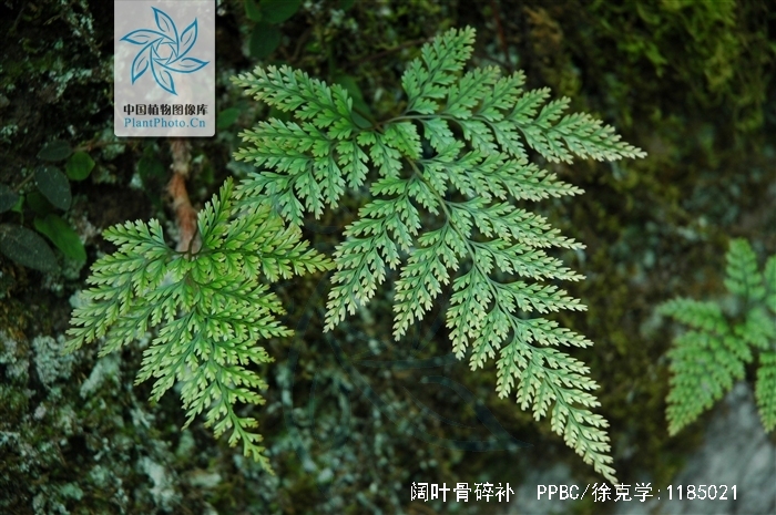 davallia solida (forst.) sw.