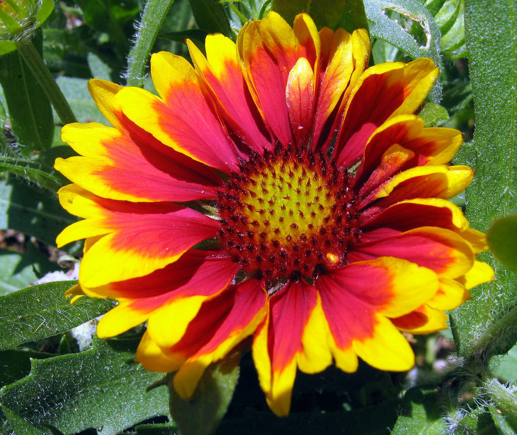  p>天人菊(学名: i>gaillardia pulchella /i> foug.