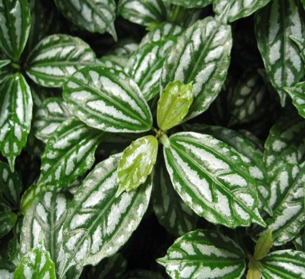  p>长茎冷水花(学名: i>pilea longicaulis /i> hand-mazz.