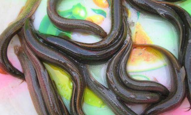  p>黑体高原鳅, i>triplophysa obscura  /i>(x. t.