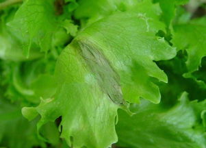  p>莴苣腐败病又称黑腐病,细菌性叶斑病.主要为害肉质茎,也为害叶片.