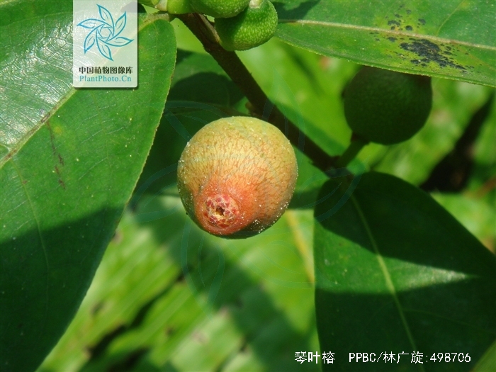  p data-id="txtlffkmleos">琴叶榕( i>ficus pandurata /i> hance)是