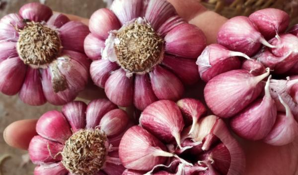 应县紫皮蒜
