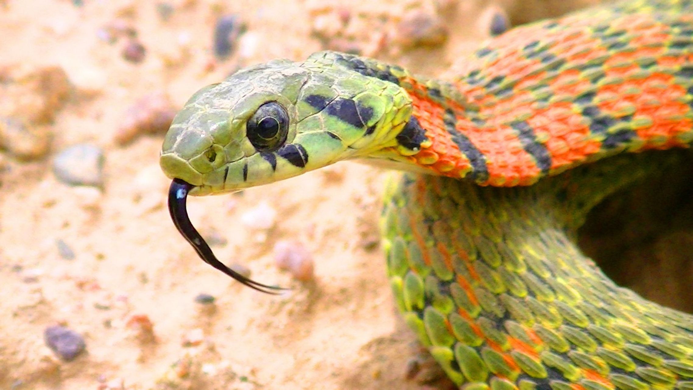 k8b0ndz">虎斑颈槽蛇(学名: i>rhabdophis tigrinus /i>)俗名野鸡脖子