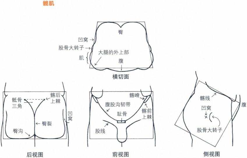 臀围_百度百科