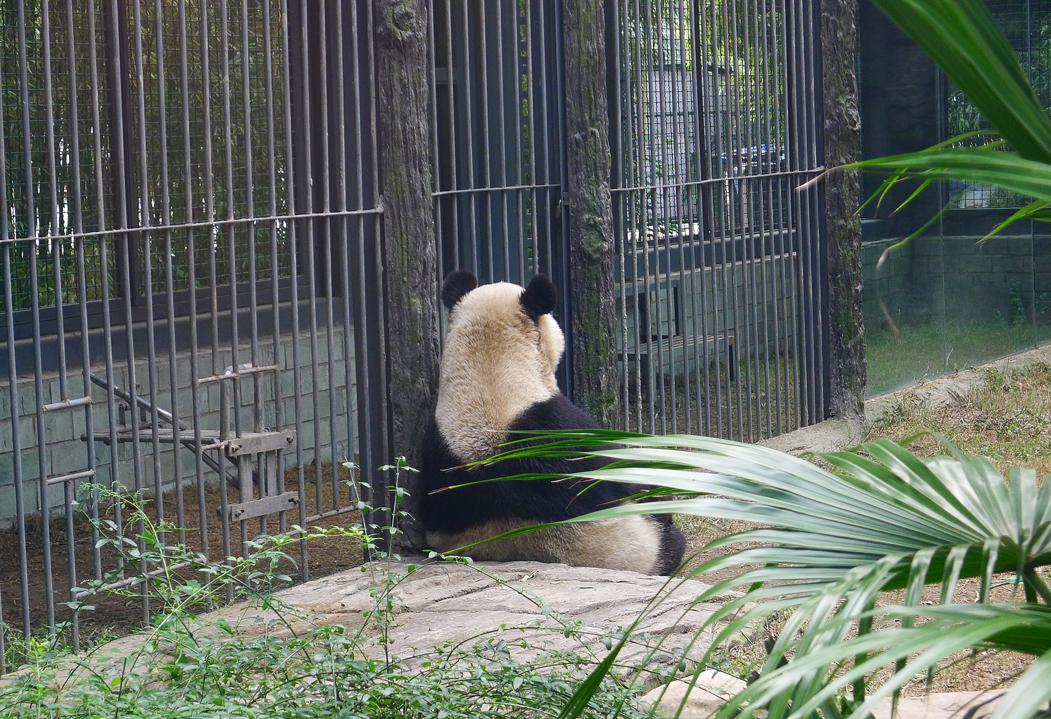  p>北京动物园熊猫馆占地面积10000平方米, a href="#" data-lemmaid=