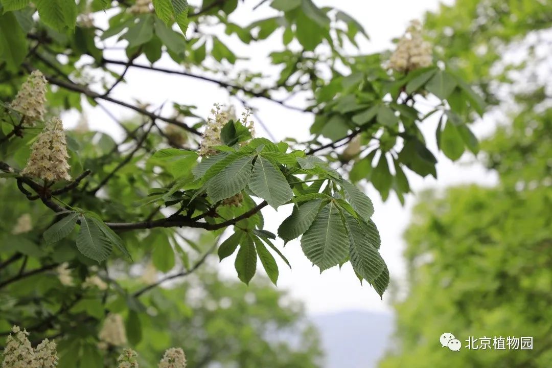 植物“云”科普丨七叶树_百科TA说
