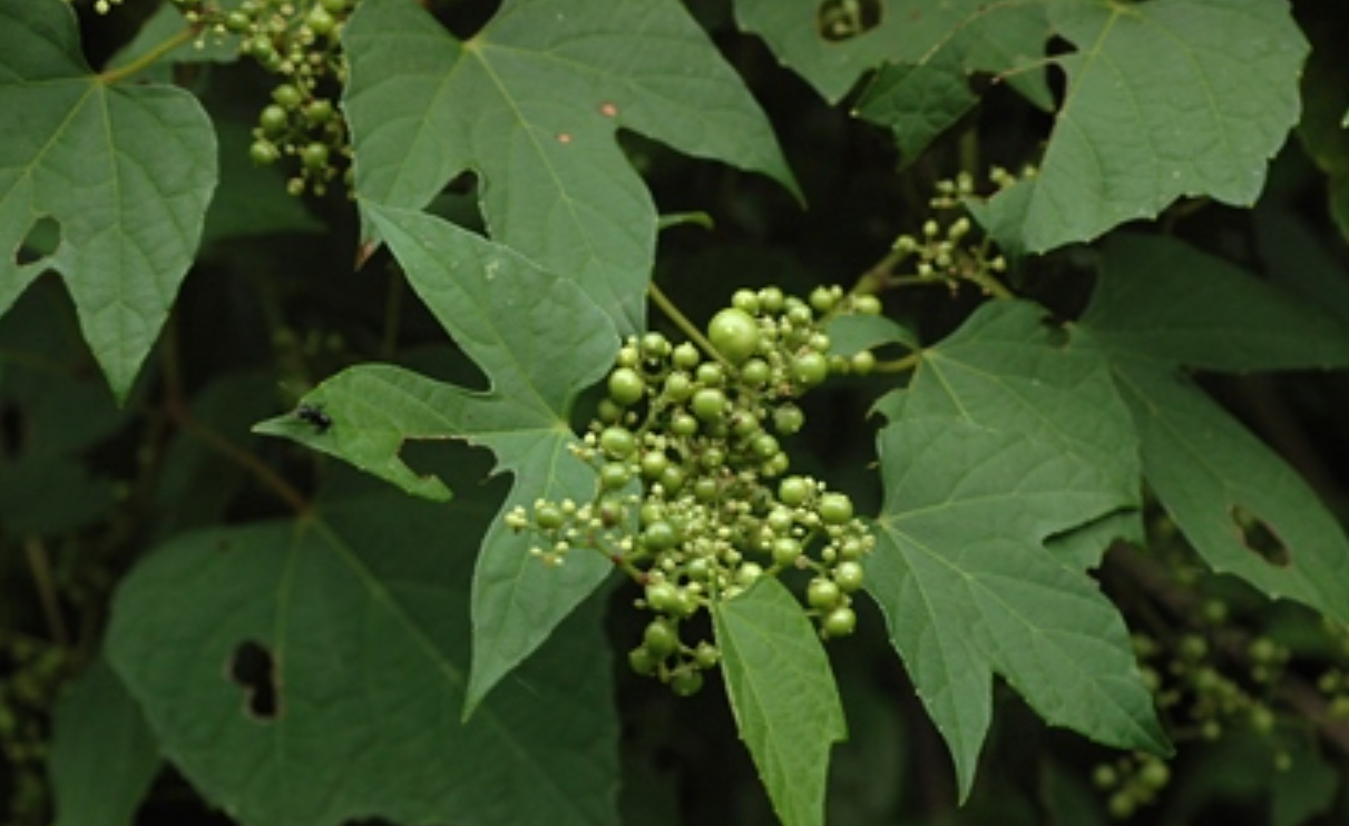 异叶蛇葡萄