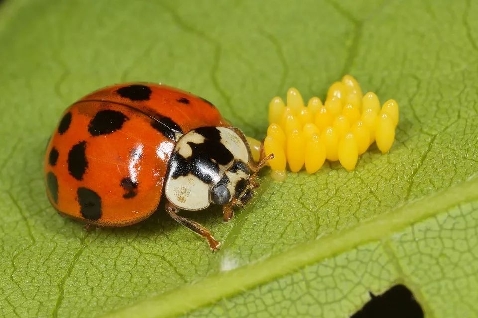 河南安阳(大豆)龟纹瓢虫锚斑变型深色型