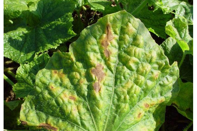  p>冬瓜霜霉病是由古巴假霜霉菌引起的,发生在 a target="_blank"