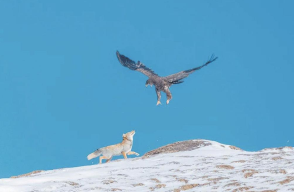  /p> p>记录了一只狼与老鹰的对峙场面. /p>