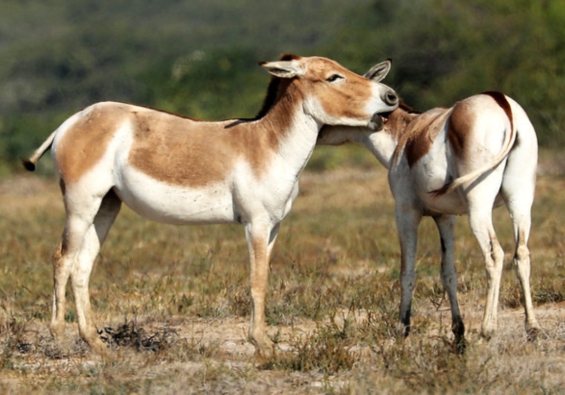 蒙古野驴印度亚种