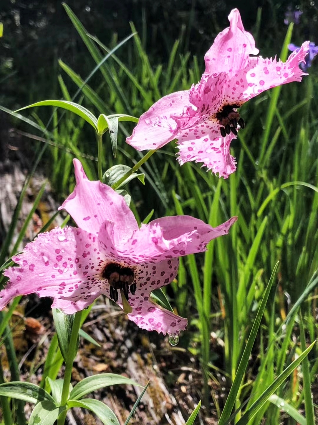 href="#" data-lemmaid="10539040">玉龙纳西族自治县 /a> 