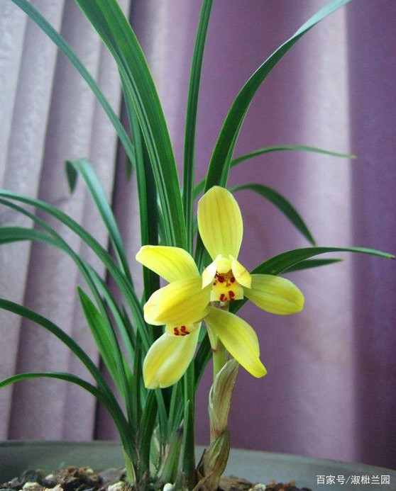 精选花卉：兰花欣赏春兰铭品黄金大富贵_百科TA说