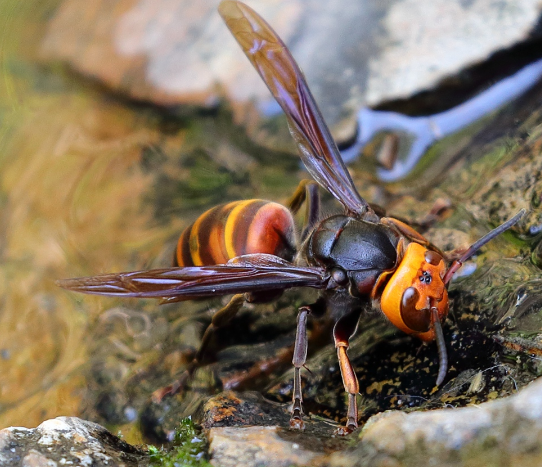 屋久岛淡脉隧蜂