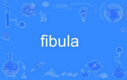 fibula_百度百科