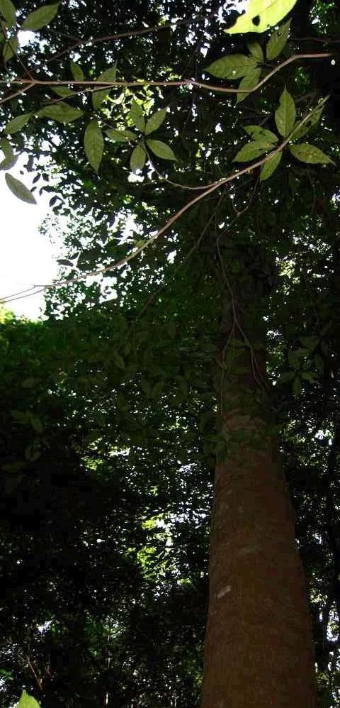 米老排广西180家系