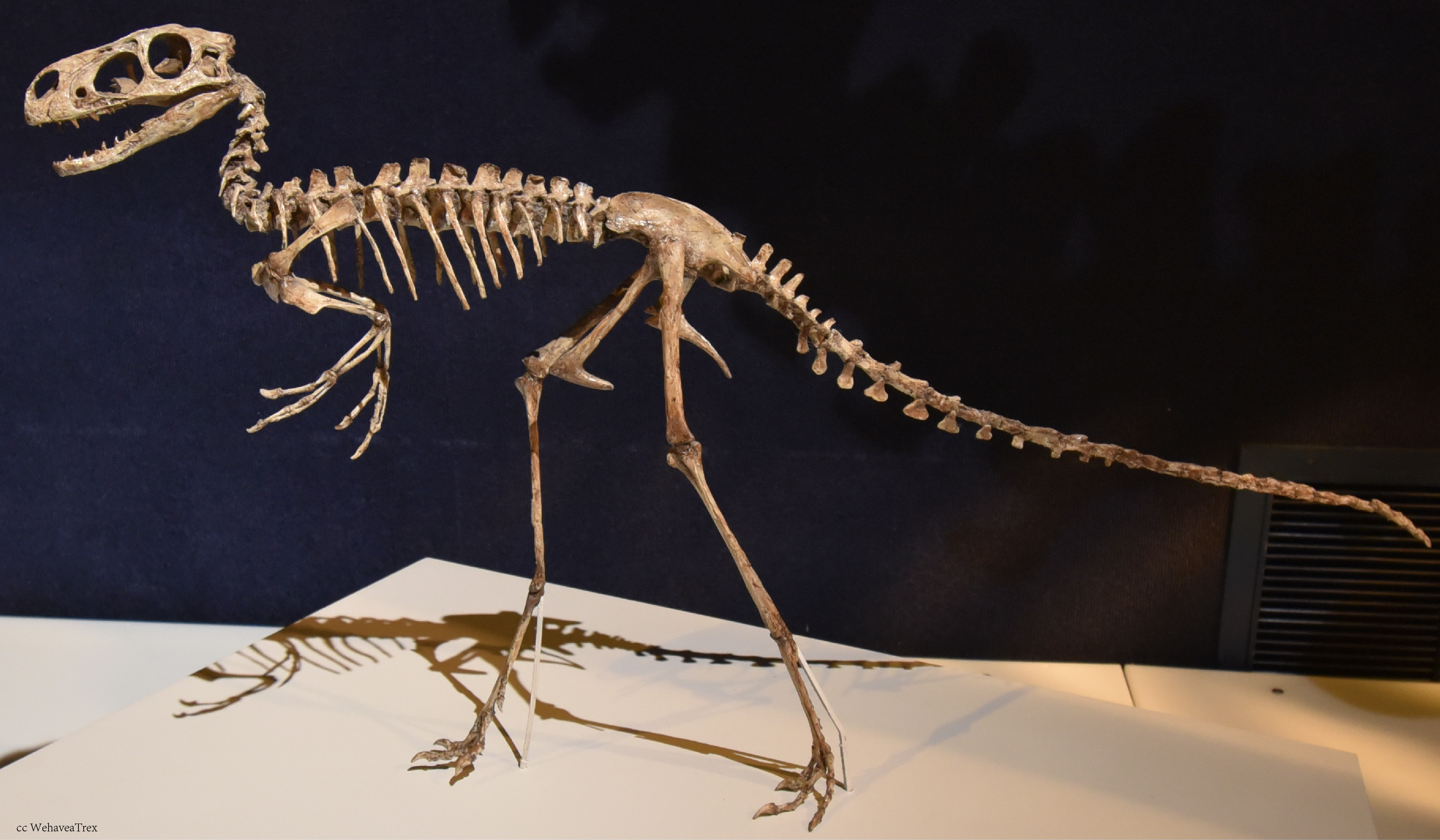  p>帝龙是一种发现于中国的小型肉食性恐龙,体长约2米,生存年代为早