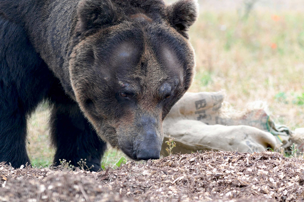 理论上 东北虎吃黑熊 比东北虎跟棕熊打架还罕见 百科ta说