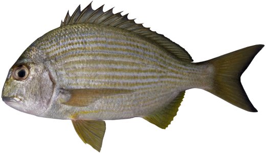 rhabdosargus sarba